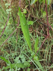 Plantago
