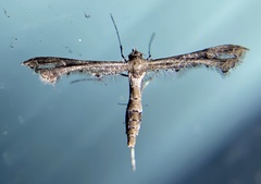 Lantanophaga pusillidactylus