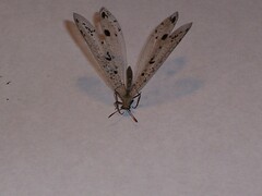 Dendroleon obsoletus
