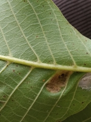 Aceria erinea