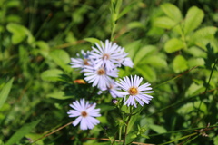 Symphyotrichum boreale
