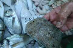 Synapturichthys kleinii