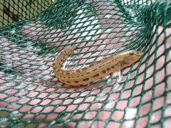 Cobitis strumicae