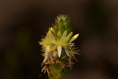 Calytrix pimeleoides
