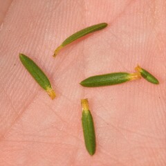 Calytrix pimeleoides