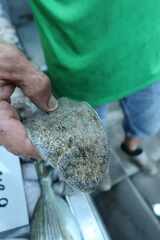 Synapturichthys kleinii