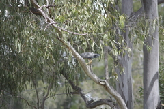 Egretta novaehollandiae