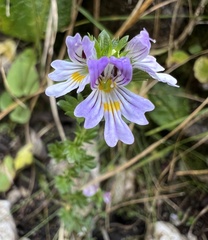 Euphrasia officinalis