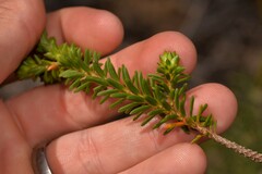 Calytrix pimeleoides