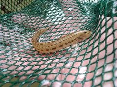 Cobitis strumicae