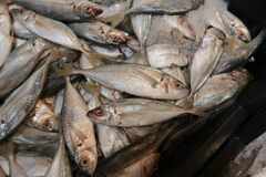 Caranx rhonchus