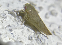 Acinopterus