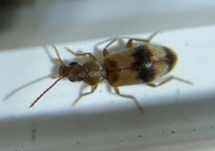 Notoxus calcaratus