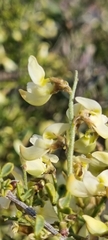Calobota