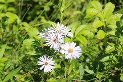 Symphyotrichum boreale