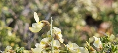 Calobota