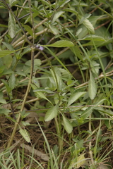 Stachytarpheta