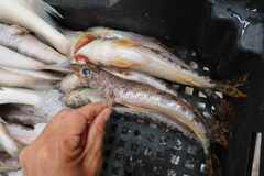 Aulopus filamentosus