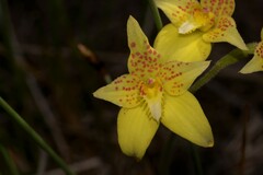 Caladenia flava