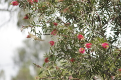 Lichmera indistincta