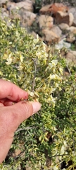 Calobota