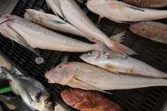 Chelidonichthys lucerna