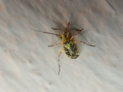 Taedia marmorata