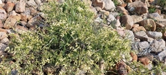 Calobota