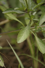 Stachytarpheta