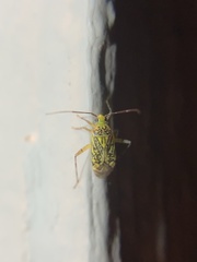 Taedia marmorata