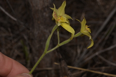 Caladenia flava