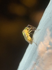 Taedia marmorata