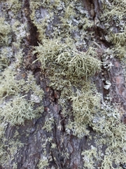 Usnea hirta