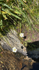 Parnassia palustris