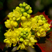 Tall Oregon Grape - Photo (c) James Gaither, some rights reserved (CC BY-NC-ND)
