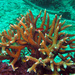 Acropora robusta - Photo (c) Blogie Robillo, some rights reserved (CC BY-NC-ND), uploaded by Blogie Robillo