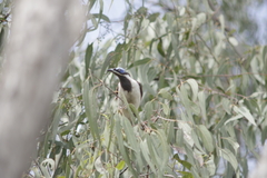 Entomyzon cyanotis