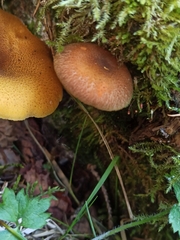 Tricholomopsis decora