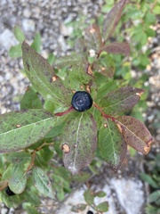 Vaccinium alaskaense