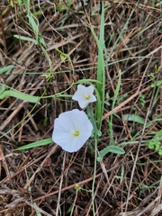Calystegia sepium
