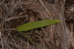 Caladenia flava