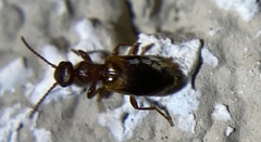 Anthicidae