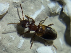 Anthicidae