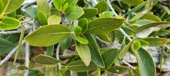 Ficus ilicina