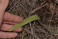 Caladenia flava