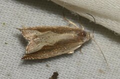 Ancylis diminuatana