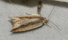 Ancylis diminuatana