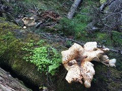 Cerioporus squamosus