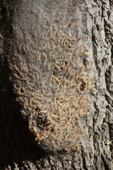 Thaumetopoea processionea