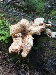 Cerioporus squamosus